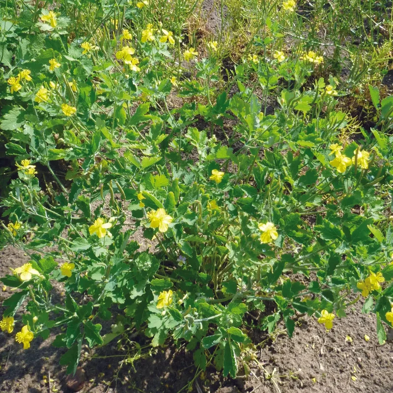 CHÉLIDOINE OU HERBE À VERRUE AB - PLANT