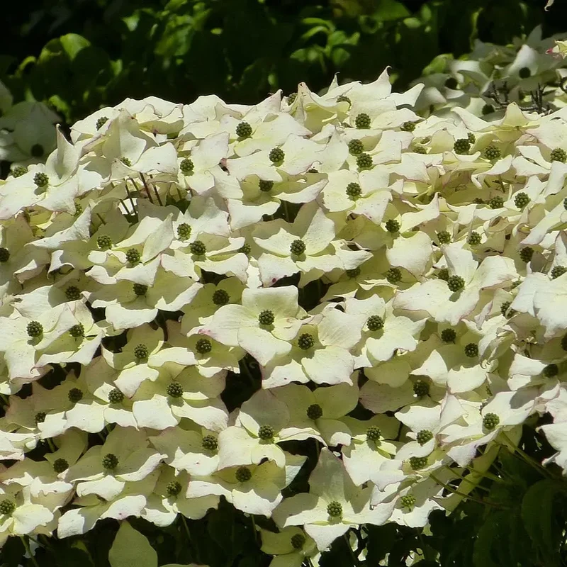 CORNOUILLER DE L'HIMALAYA AB - PLANT