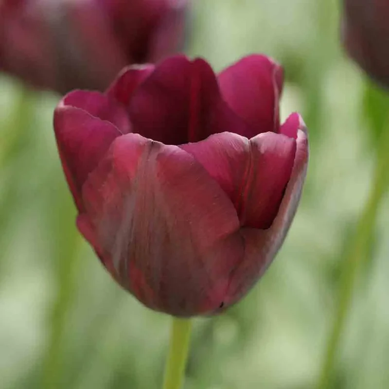 TULIPE TRIOMPHE BLACK AB