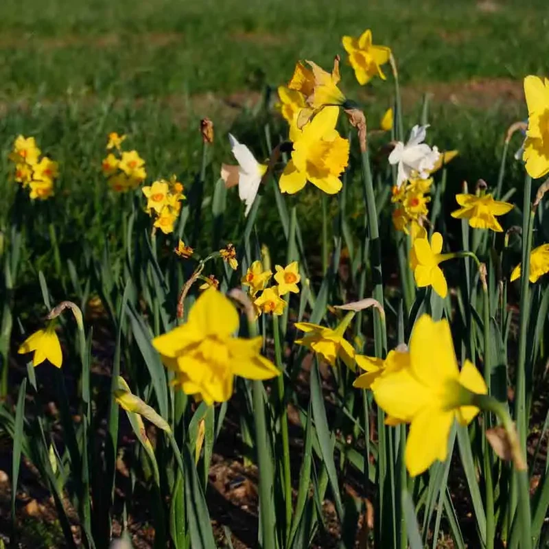 NARCISSE BOTANIQUE EN MÉLANGE AB