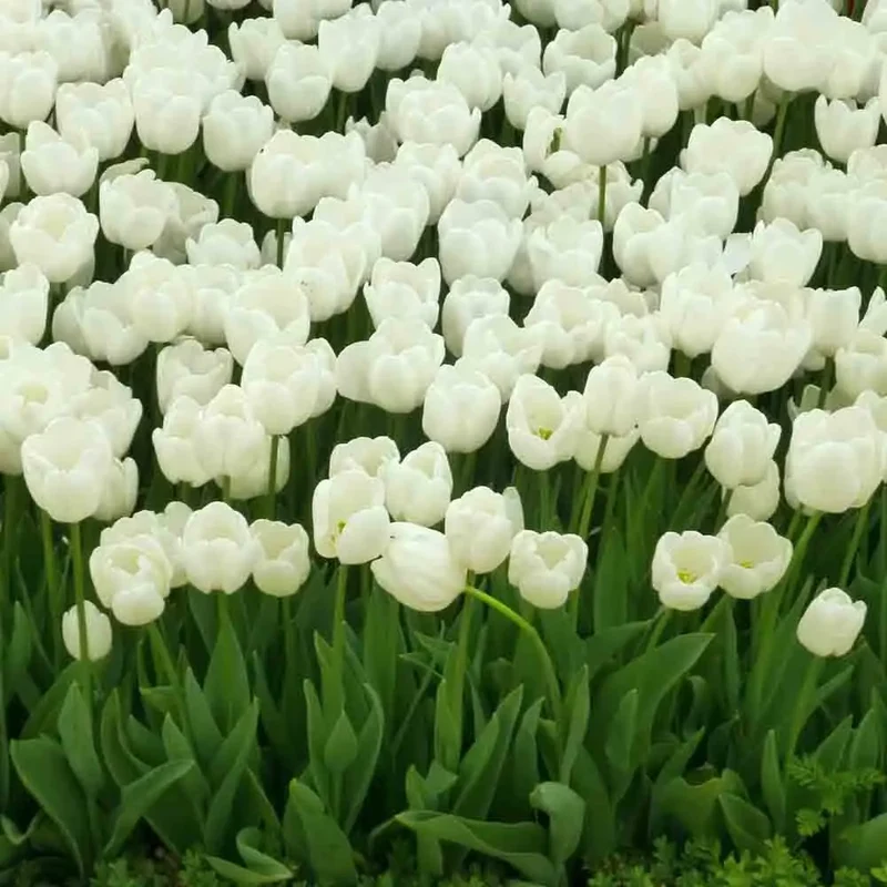 TULIPE TRIOMPHE WHITE AB