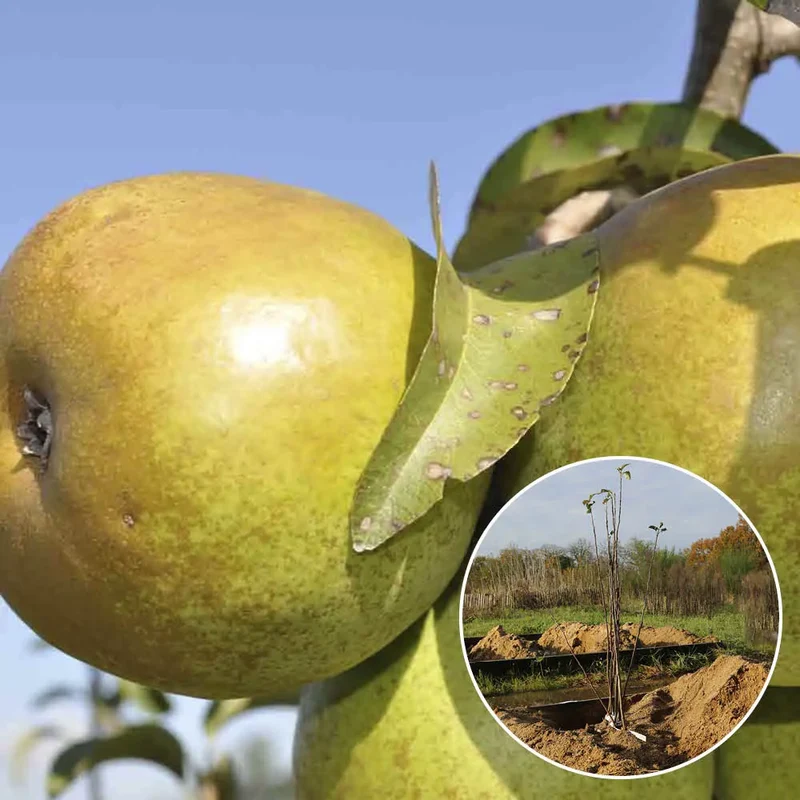 POIRIER BEURRE D'ANJOU AB
