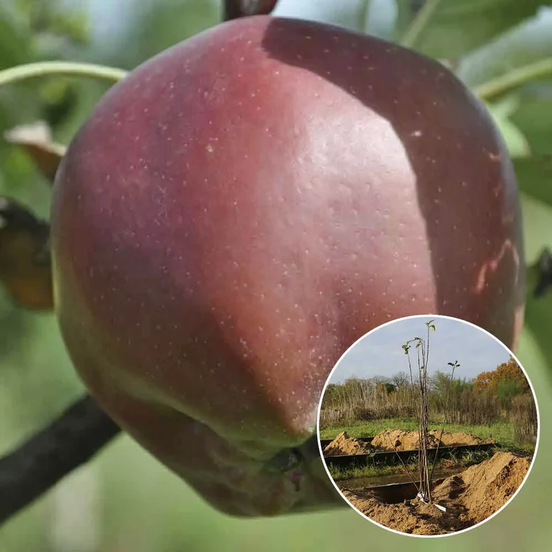 POMMIER CALVILLE ROUGE D'HIVER AB