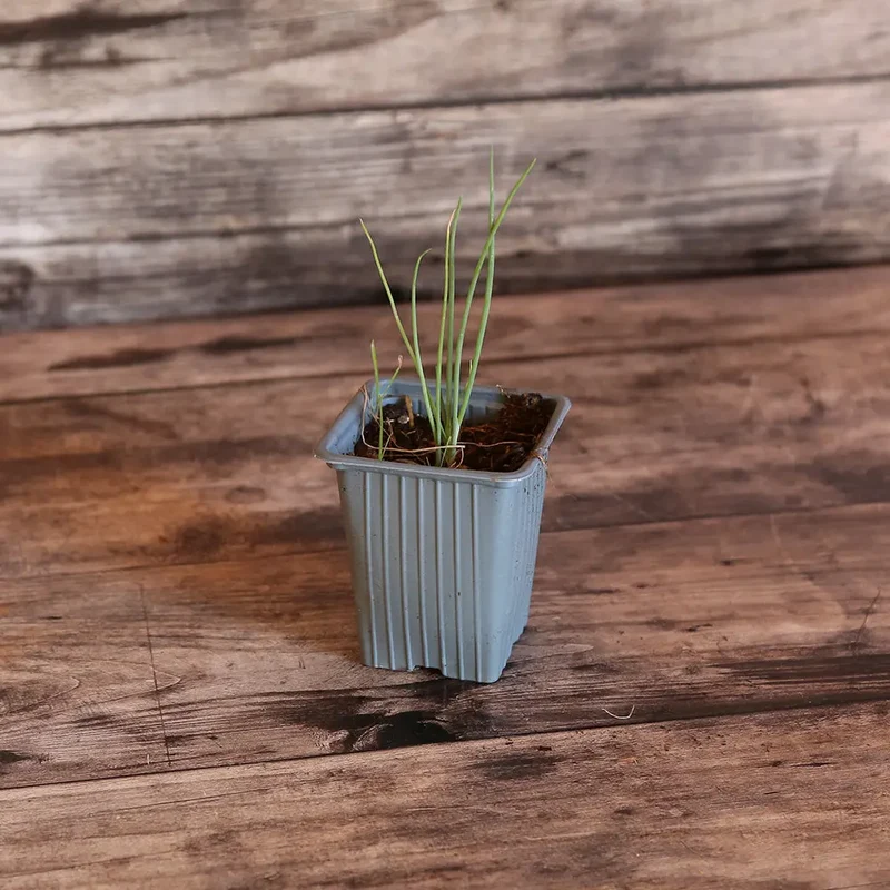 CIBOULE BLANCHE AB - PLANT