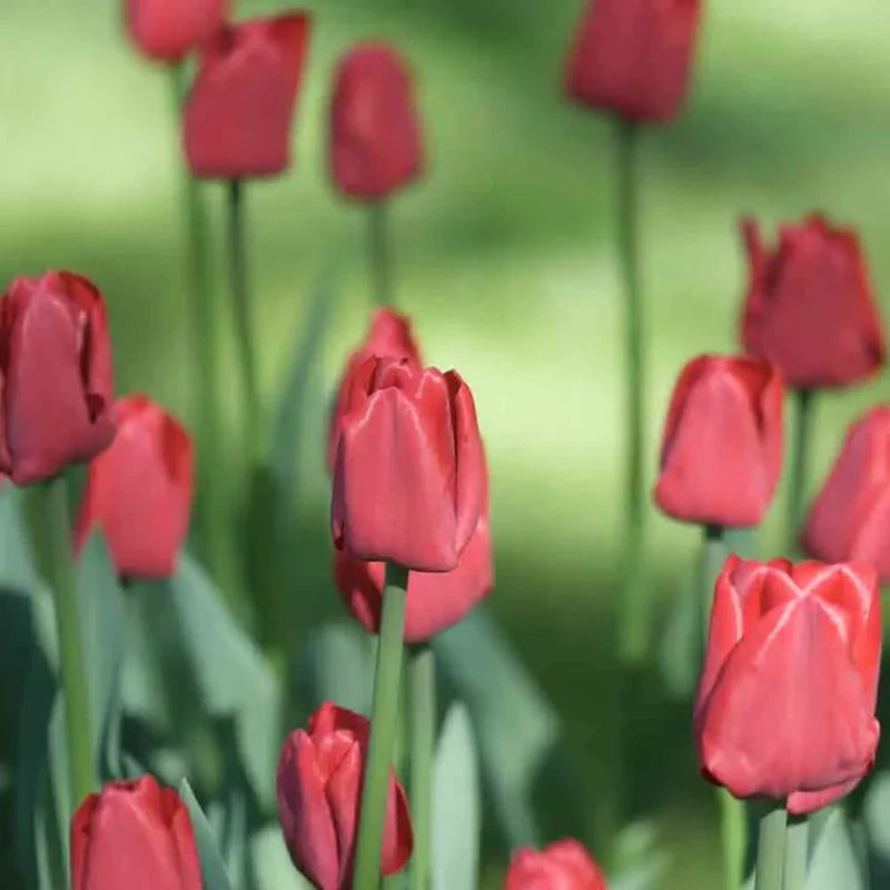 TULIPE TRIOMPHE RED AB