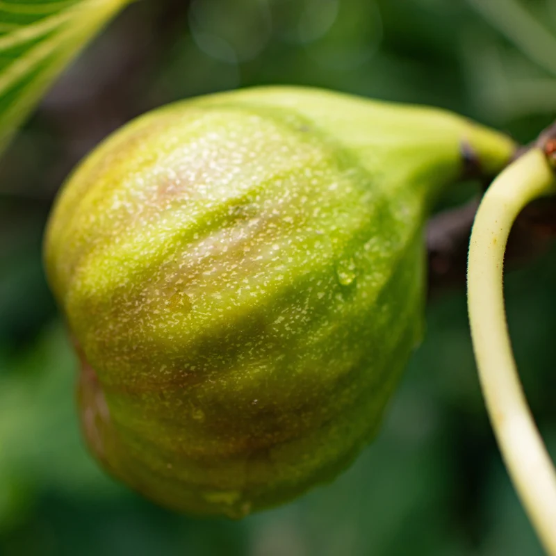 FIGUIER GOUTTE D'OR AB - PLANT