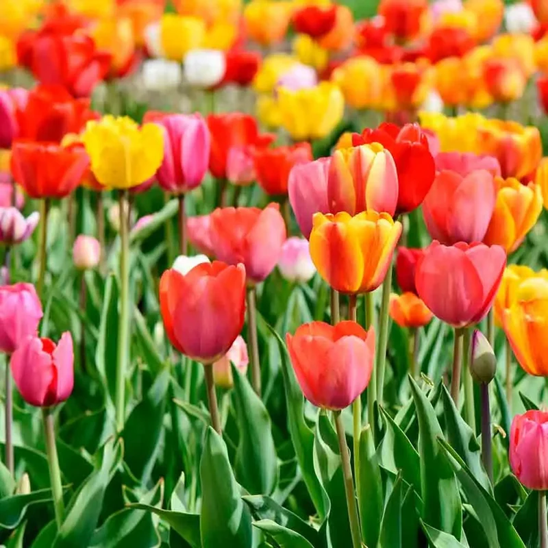 TULIPE DARWIN HYBRID EN MÉLANGE AB