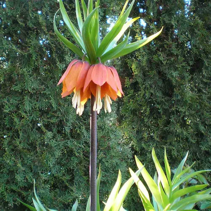 FRITILLAIRE IMPÉRIALE RED AB